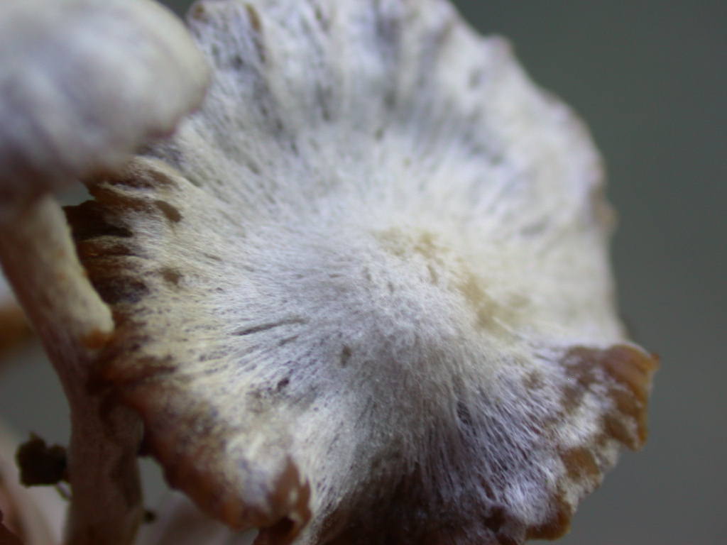 Sar� facile ....  ???   Quizzzz